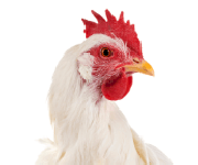 اعلاف الدواجن