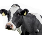 اعلاف المواشي