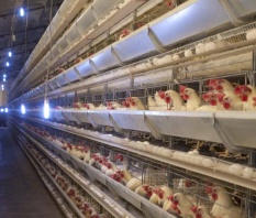 علف التصويم