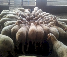 خروف بروتين 20%