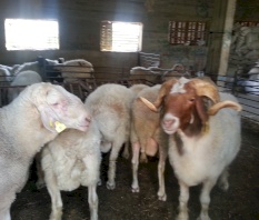 خروف بروتين 16%