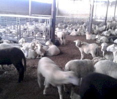 خروف بروتين 18%