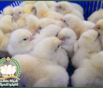 شركة مفاقس الخواجا الحديثة 