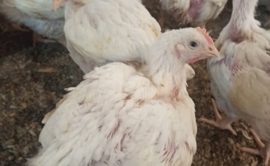 اسباب تزايد امراض الدواجن في فصل الشتاء