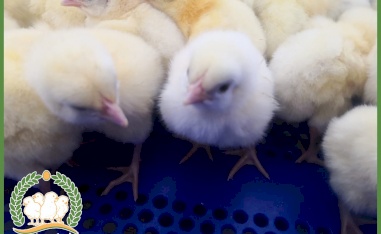 إطلاق مشروع مفاقس الخواجا الحديثة 