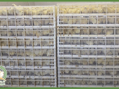 شركة مفاقس الخواجا الحديثة 