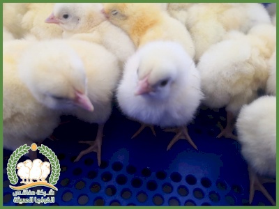 شركة مفاقس الخواجا الحديثة 