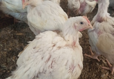 اسباب تزايد امراض الدواجن في فصل الشتاء