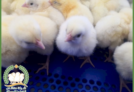 إطلاق مشروع مفاقس الخواجا الحديثة 