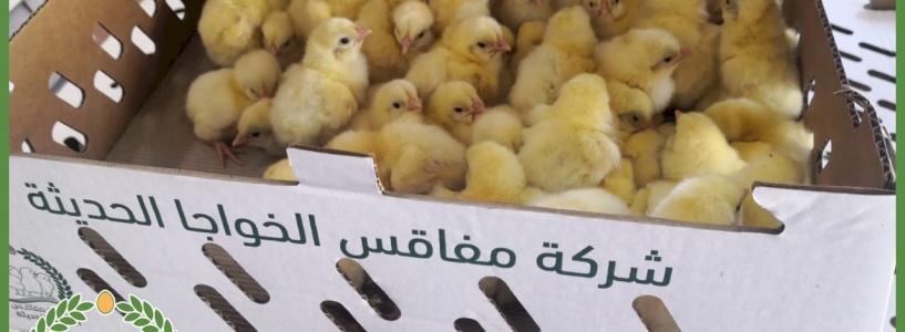 شركة مفاقس الخواجا الحديثة 