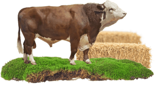 Al Mawasem feed in its new look