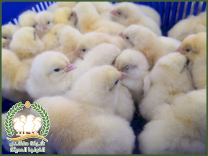 مفاقس الخواجا الحديثة 